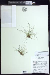 Eleocharis atropurpurea image