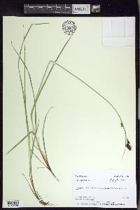 Carex gmelinii image