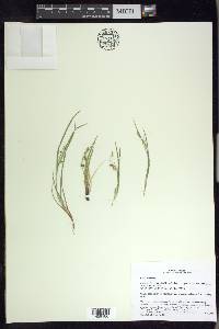 Carex aurea image