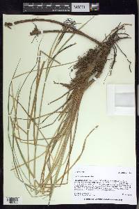 Carex aquatilis var. aquatilis image