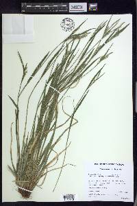 Carex ormostachya image