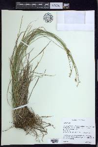 Carex hoodii image