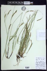 Carex mendocinensis image