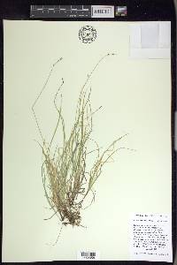 Carex disperma image