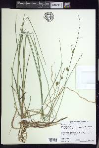 Carex oligosperma image