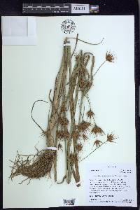 Rhynchospora macrostachya image