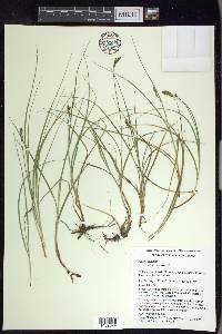 Carex echinata image