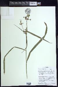 Scirpus flaccidifolius image