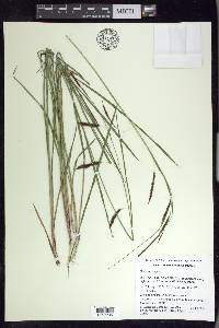 Carex brunnipes image