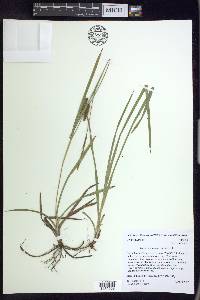 Carex microdonta image