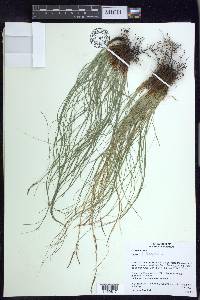 Carex longissima image