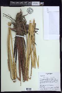 Eleocharis mutata image