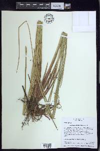 Eleocharis mutata image