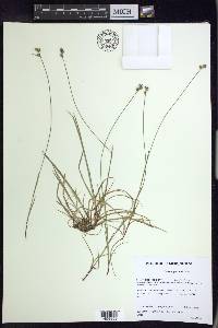 Carex peckii image