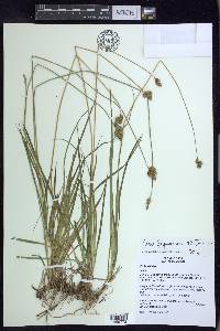 Carex lagunensis image