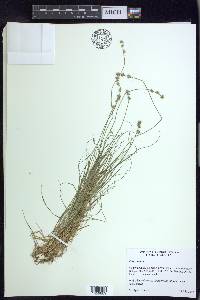 Carex loliacea image