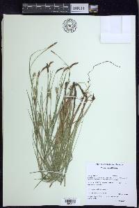 Carex meadii image