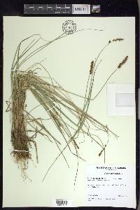 Carex diandra image