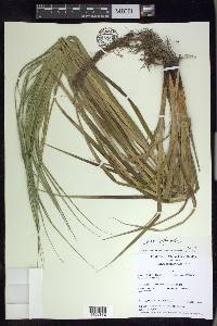 Carex atherodes image