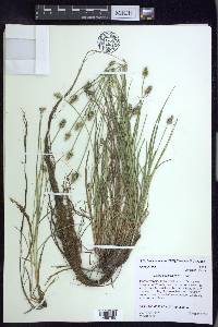 Carex leavenworthii image