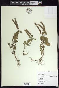 Veronica officinalis image