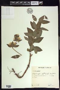 Lysimachia punctata image