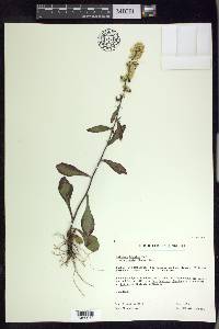 Solidago hispida image