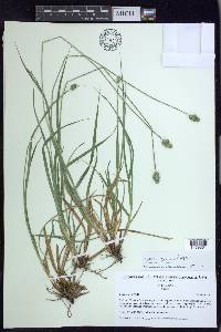 Carex mesochorea image