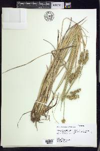 Carex oklahomensis image