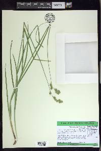 Carex argyrantha image