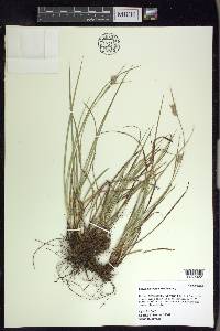 Carex dasycarpa image