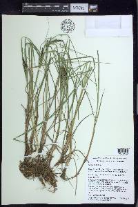 Carex hermannii image