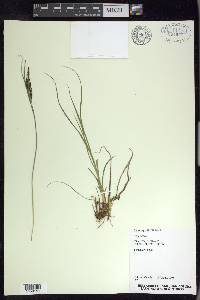 Carex aquatilis var. aquatilis image