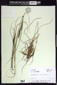 Carex aquatilis var. aquatilis image