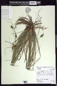 Carex complanata image