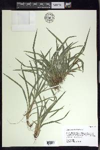 Carex abscondita image