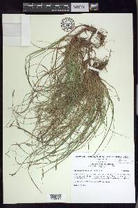 Carex albicans var. albicans image