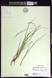 Carex debilis var. rudgei image