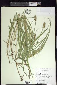 Carex cristatella image