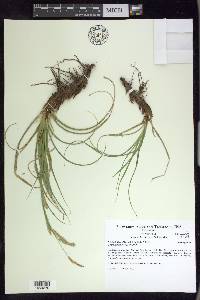 Carex cherokeensis image