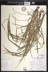 Carex intumescens var. intumescens image