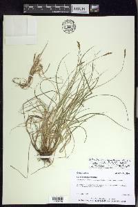 Carex glareosa image