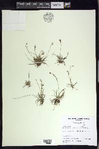 Carex capillaris image