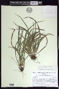 Carex abscondita image