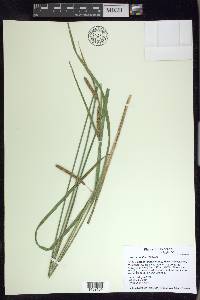 Carex aquatilis var. aquatilis image