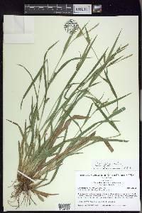 Carex glaucodea image