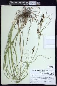 Carex humboldtiana image