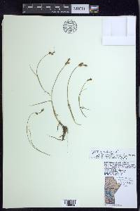 Carex mackenziei image