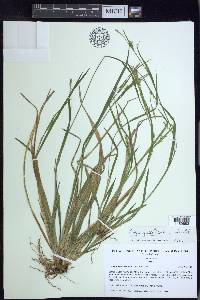 Carex gracilescens image