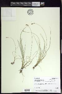 Carex glareosa image